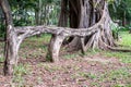 Aerial root of weeping fig Ficus benjamina like a bench in garden. Royalty Free Stock Photo