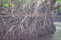 Aerial Roots - Adventitious Roots - of Mangrove Trees - Baratang Island, Andaman Nicobar, India Royalty Free Stock Photo