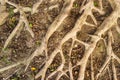 Aerial roots background