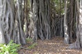 Aerial roots and roots of Banyan tree or Ficus Tree