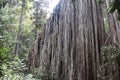 Roots of a big ficus tree in the jungle, Atherton Tablelands, Australia Royalty Free Stock Photo