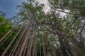 Aerial roots of a big tree Royalty Free Stock Photo