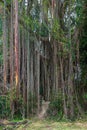 Aerial roots of a big tree