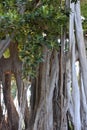 Aerial roots and big trunk Ficus macrophylla Royalty Free Stock Photo