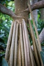 Aerial Roots of Fig Tree, Spain Royalty Free Stock Photo