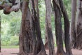 Aerial roots of giant Banyan tree turned to new tree stems in Auroville, South India Royalty Free Stock Photo