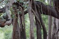 Aerial roots of giant Banyan tree turned to new tree stems in Auroville, South India