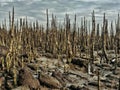 Aerial roots with gloomy sky in rocky wetland Royalty Free Stock Photo
