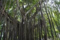 Huge banyan tree - Ficus benghalensis - in Jamaica Royalty Free Stock Photo