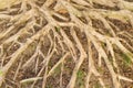 Aerial roots