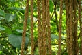 Aerial roots in jungle close up Royalty Free Stock Photo