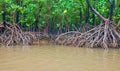 Aerial roots of mangroves, Ko Thalu Ok Island, Phang Nga Bay, Thailand Royalty Free Stock Photo