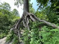 Aerial roots on a tree next to a Nature and landscape protection area, Diepoldsau - Switzerland Royalty Free Stock Photo