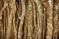Aerial roots of a tropical plant. Natural background Royalty Free Stock Photo