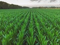 Aerial shoot from a maize rows in Spain