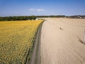 Aerial shooting field of sunflowers in summer. Wonderful rural landscape of in sunny day. Drone view Royalty Free Stock Photo