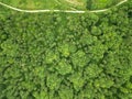 Aerial shot of a beautiful forest with a lot of trees near Hardy\'s Monument, Dorset, UK