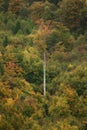 Aerial shot of a beautiful green tree forest - grea for a cool background