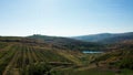 Aerial shot of beautiful rural vineyard