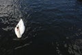 Aerial shot of a beautiful swan swimming peacefully on the calm lake Royalty Free Stock Photo