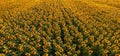 Aerial shot of blooming sunflower field in summer sunset from drone pov Royalty Free Stock Photo