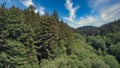 Aerial shot of California redwood forest Royalty Free Stock Photo