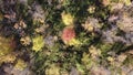 Aerial shot of a colorful autumnal forest in Hamaroy, Norway