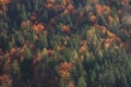 Aerial shot of coniferous and deciduous mountain forest in autumn colors Royalty Free Stock Photo