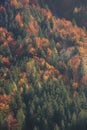 Aerial shot of coniferous and deciduous mountain forest in autumn colors Royalty Free Stock Photo