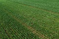 Aerial shot of corn crop seedlings growing in cultivated agricultural plantation field