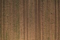 Aerial shot of corn seedling field from drone pov directly above with tractor tyre tracks in soil Royalty Free Stock Photo