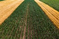 Aerial shot of cultivated green corn seedlings Royalty Free Stock Photo