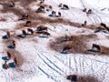 Aerial shot of dairy cattle cows grazing on pasture land Royalty Free Stock Photo