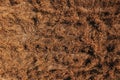 Aerial shot of damaged wheat crops after wind storm, drone pov image of bent down cereal plantation as agricultural background Royalty Free Stock Photo