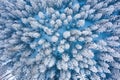 Aerial shot of fir trees covered in snow in Low Tatra mountains, Slovakia. Beauty in Nature winter background concept Royalty Free Stock Photo