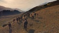 An aerial shot of a flight over a flock of horses climbing over rocks, against the background of large mountains and Royalty Free Stock Photo