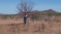 aerial shot flying backwards of a baobab tree and a hill in the kimberley Royalty Free Stock Photo