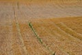 Aerial shot of a grain field in Toten, Norway.