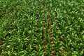 Aerial shot of green corn maize crop field from drone pov Royalty Free Stock Photo