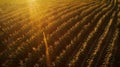 An aerial shot of a greenhouse filled with rows upon rows of towering corn stalks bathed in golden sunlight. A small