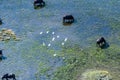 Buffalos grazing in the Okavango Delta