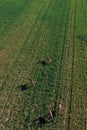 Aerial shot of group of roe deer running over cultivated wheat grass field