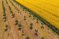 Aerial shot of hazelnut orchard and oilseed rape field in bloom from drone pov Royalty Free Stock Photo