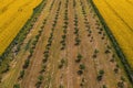 Aerial shot of hazelnut orchard and oilseed rape field in bloom from drone pov