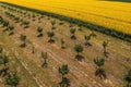 Aerial shot of hazelnut orchard and oilseed rape field in bloom from drone pov Royalty Free Stock Photo