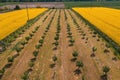 Aerial shot of hazelnut orchard and oilseed rape field in bloom from drone pov