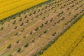 Aerial shot of hazelnut orchard and oilseed rape field in bloom from drone pov