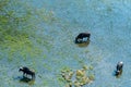 Aerial shot of a herd of buffalo grazing in the Okavango Delta Royalty Free Stock Photo