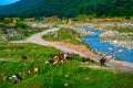 Aerial shot of a herd of sheep grazing near a river in Golestan province, Iran Royalty Free Stock Photo