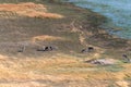 Aerial shot of Zebras grazing in the Okavango Delta Royalty Free Stock Photo